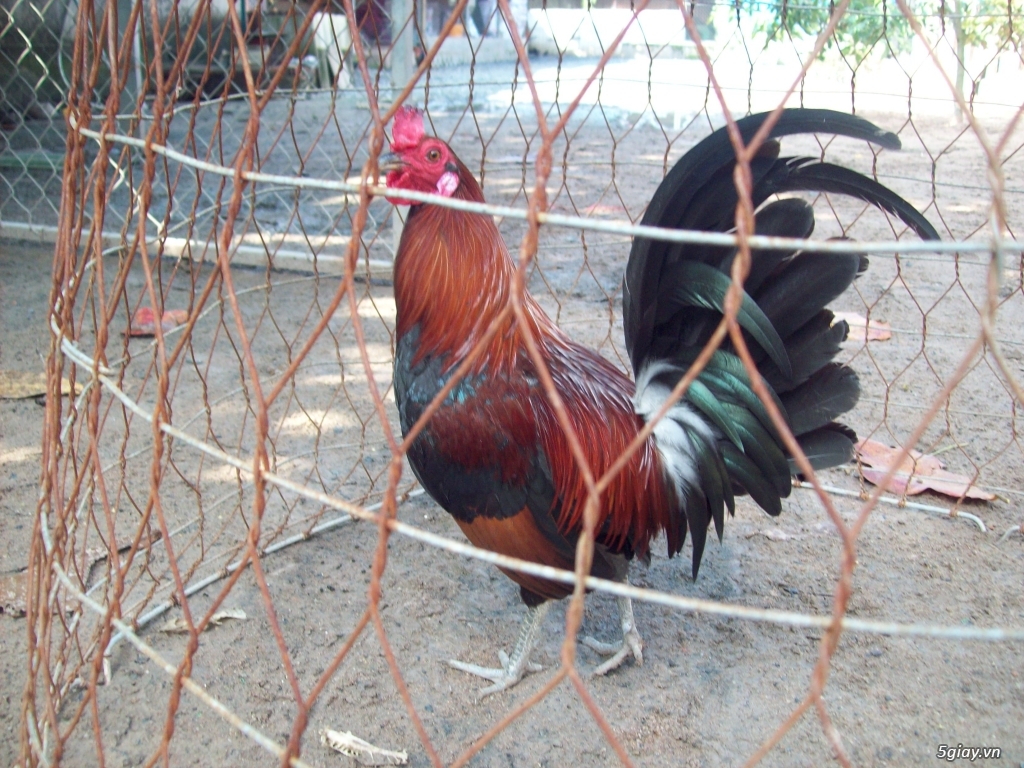bán tre mỹ rặc - 1