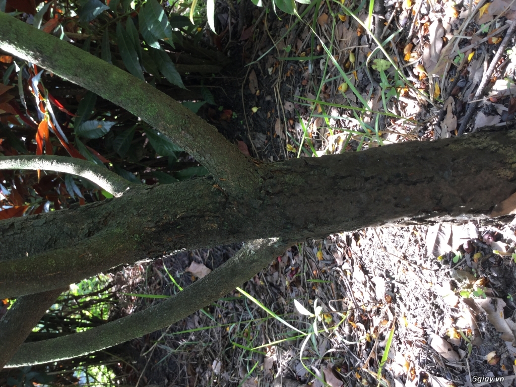 Mai tứ quý 4 mùa thịnh vượng