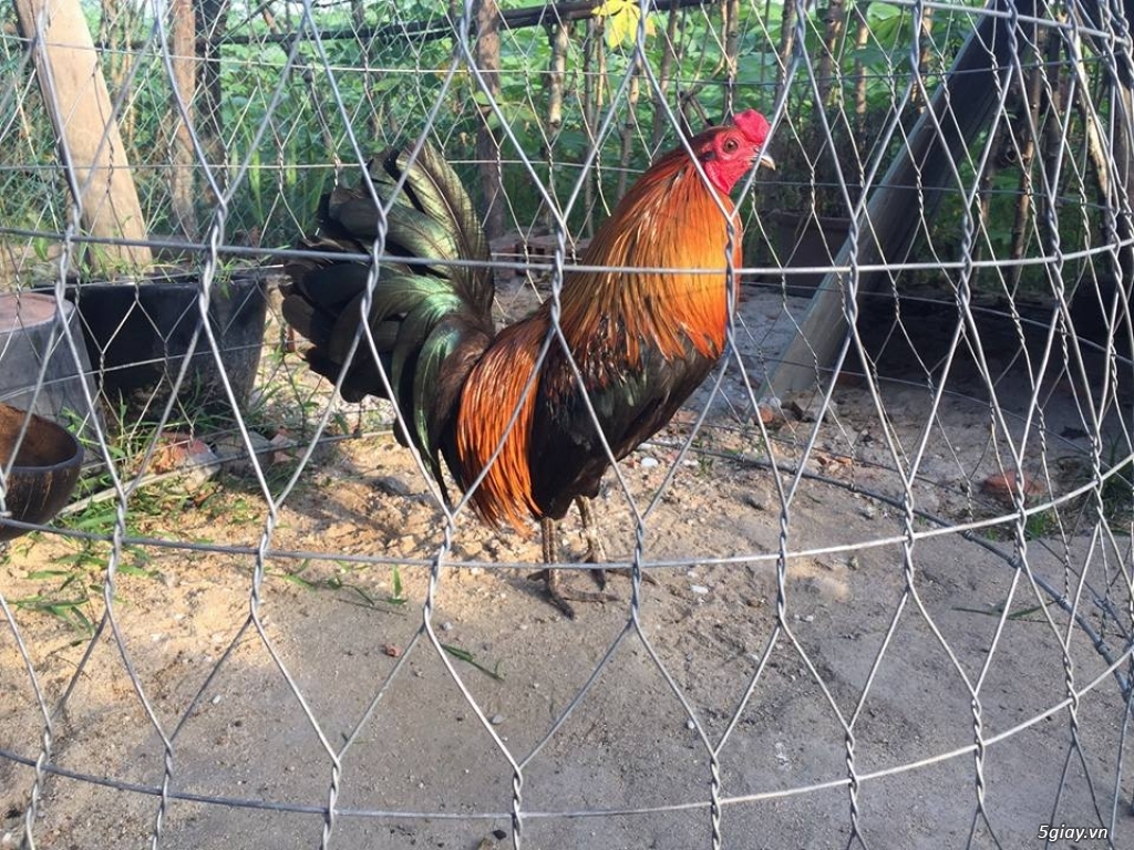 gà tre mỹ 1kg1 - 1