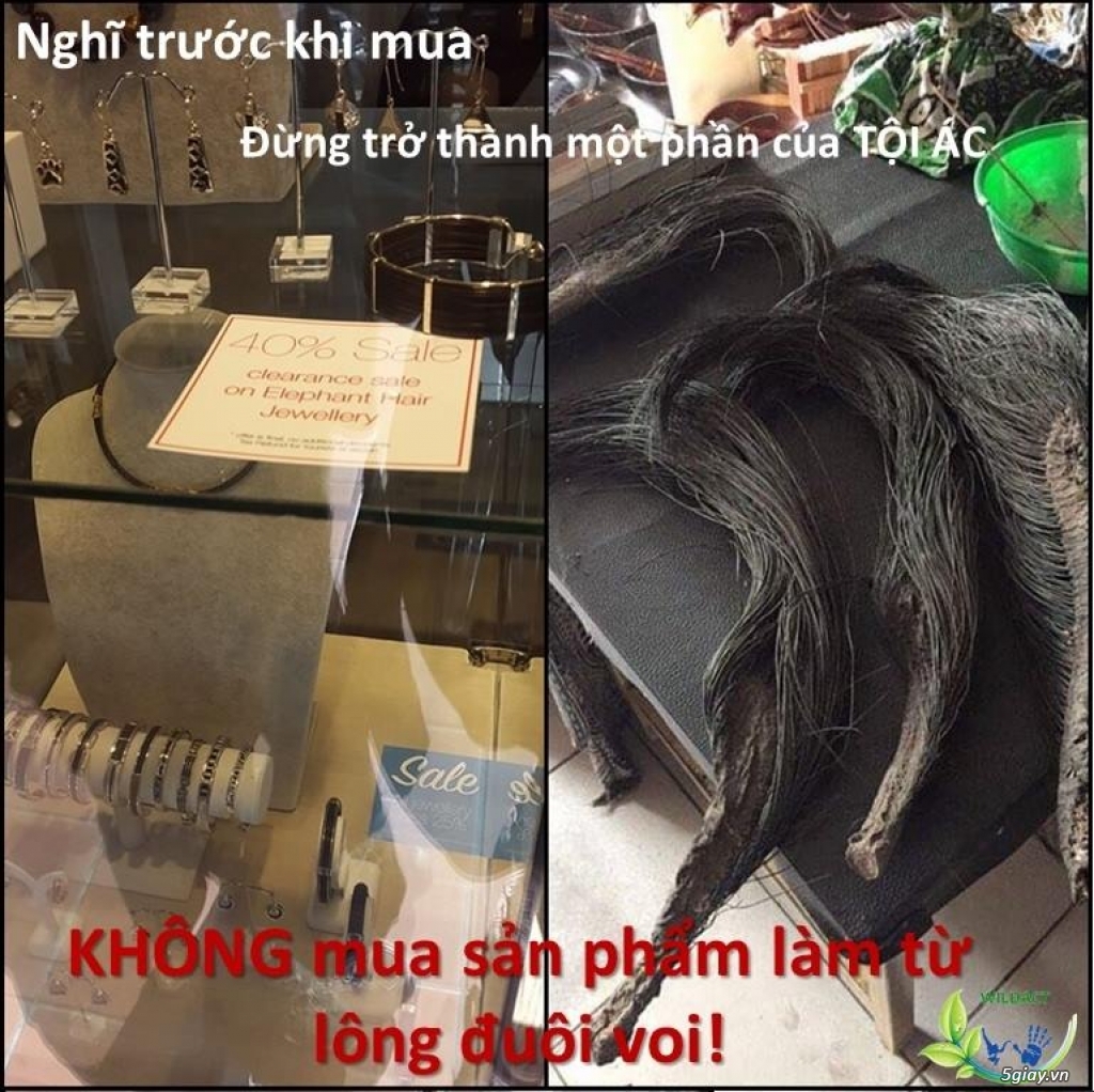Ngừng mua bán lông đuôi voi