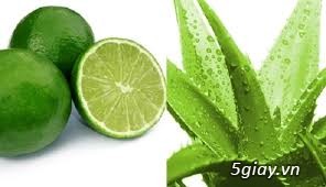 Bán thạch nha đam (lô hội) tươi ăn liền! - 1