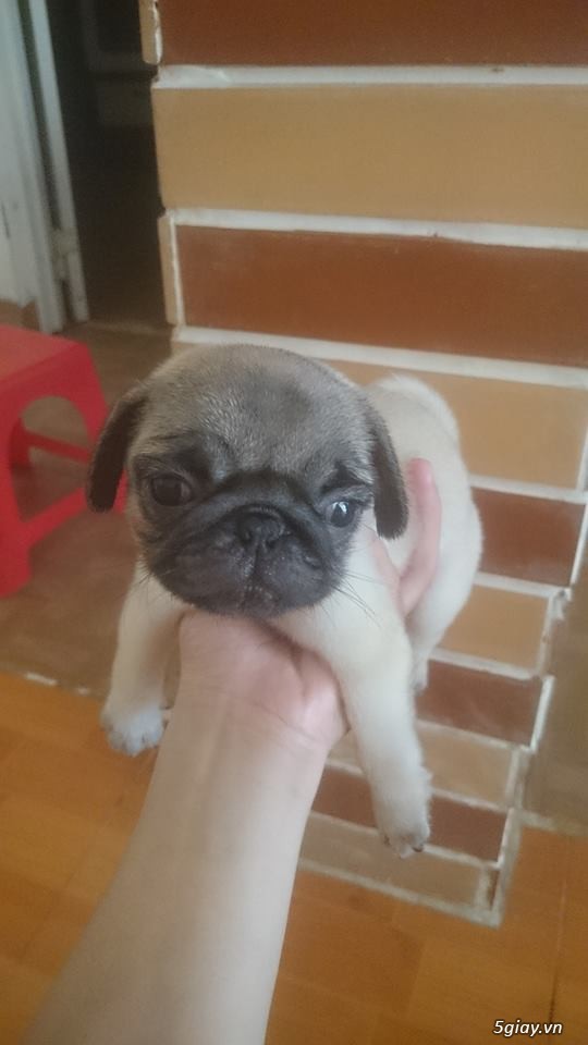 Bầy Pug cực đẹp - Mặt tịt, nếp to. - 1
