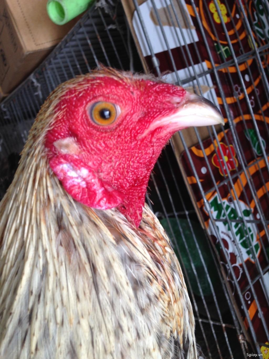 Bán gà tre a 7 - 4