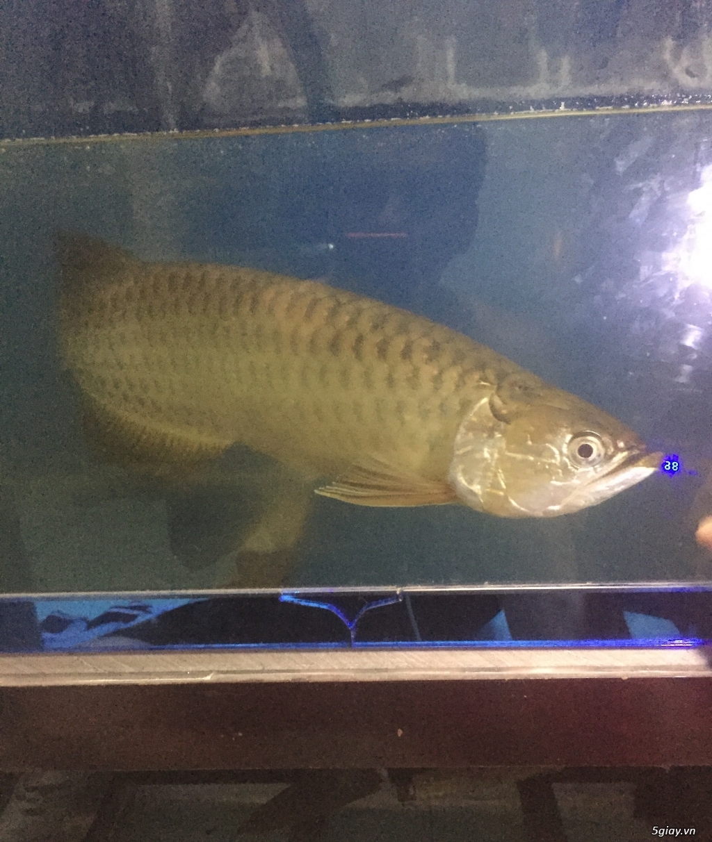 Cần bán Kim long úc size>40cm k tat lỗi - 3