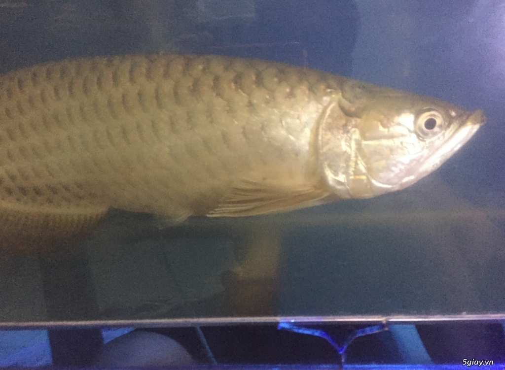 Cần bán Kim long úc size>40cm k tat lỗi