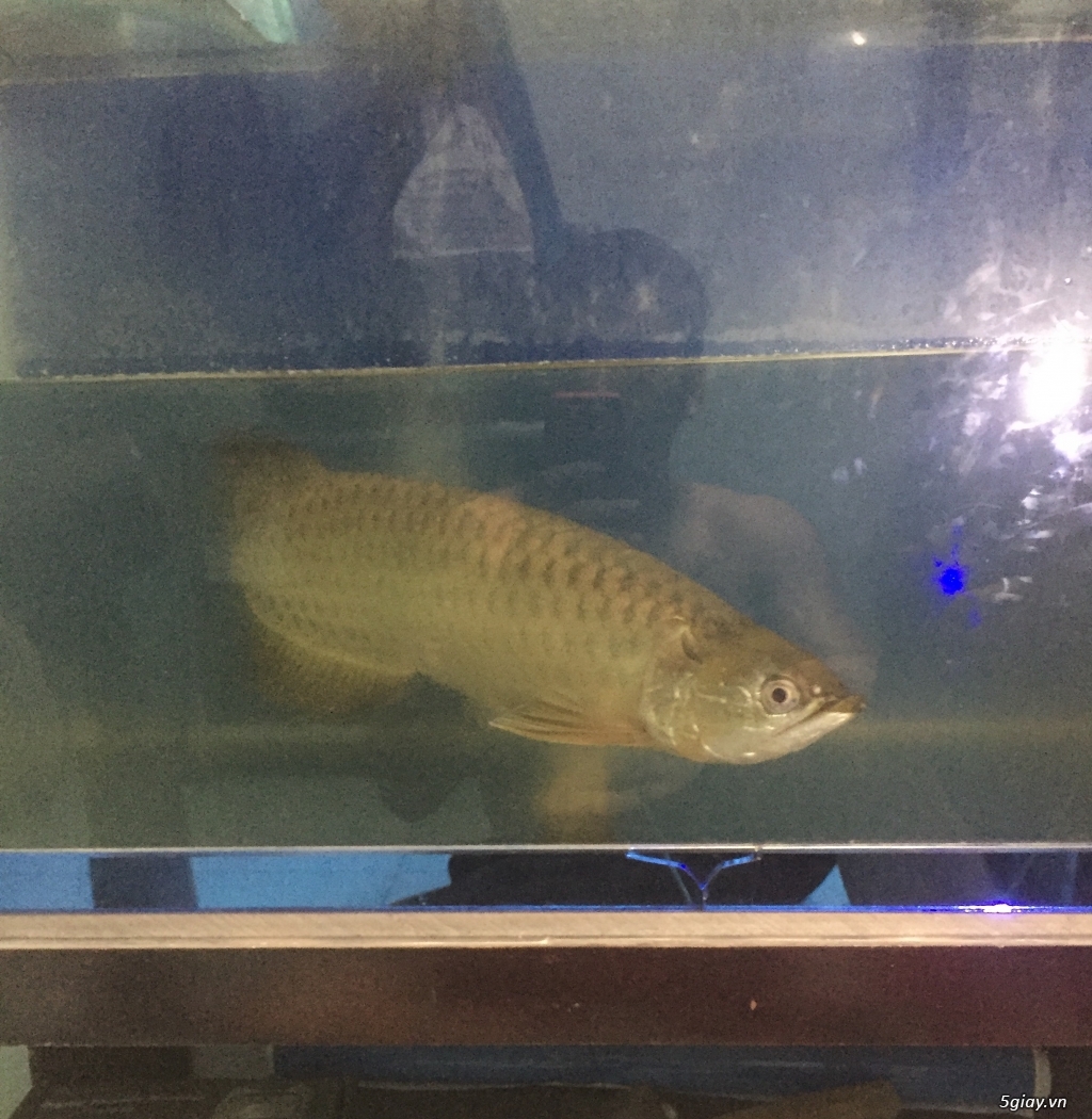 Cần bán Kim long úc size>40cm k tat lỗi - 1