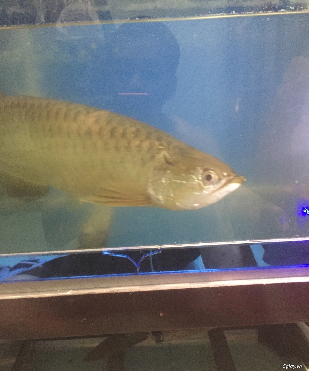 Cần bán Kim long úc size>40cm k tat lỗi - 2