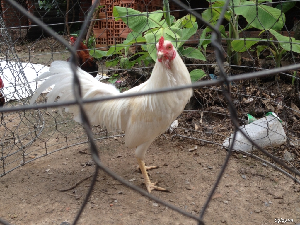 Trại gà Phát Lộc TP HCM - 18
