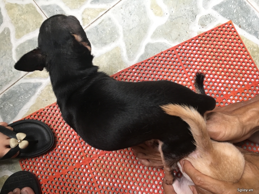 Nhận Phối Giống Chó Chihuahua