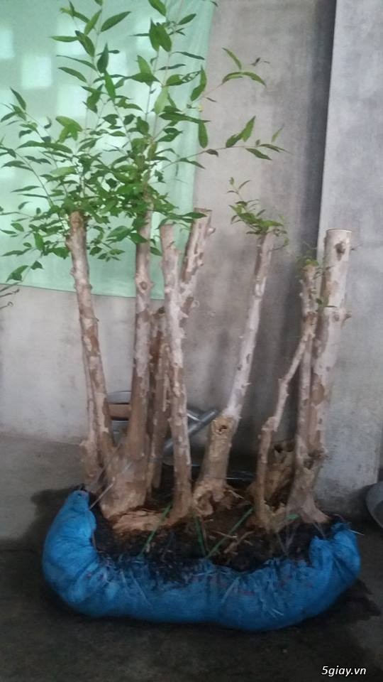 bằng lăng cụm rừng - 1