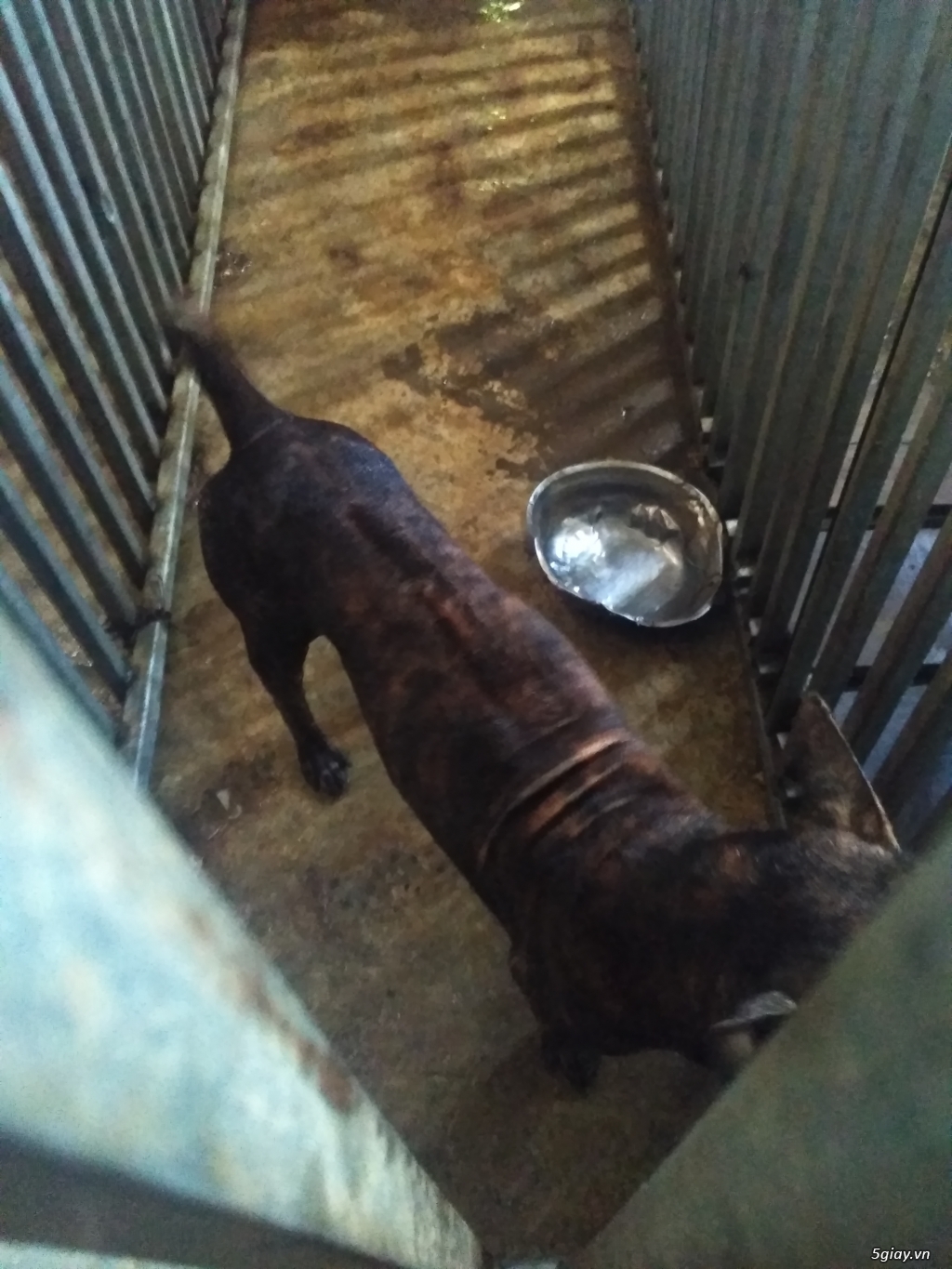 Cần Bán : Chó Phú Quốc vện đực lưỡi đen 95% cực đẹp xoáy kiếm đuôi vót - 2