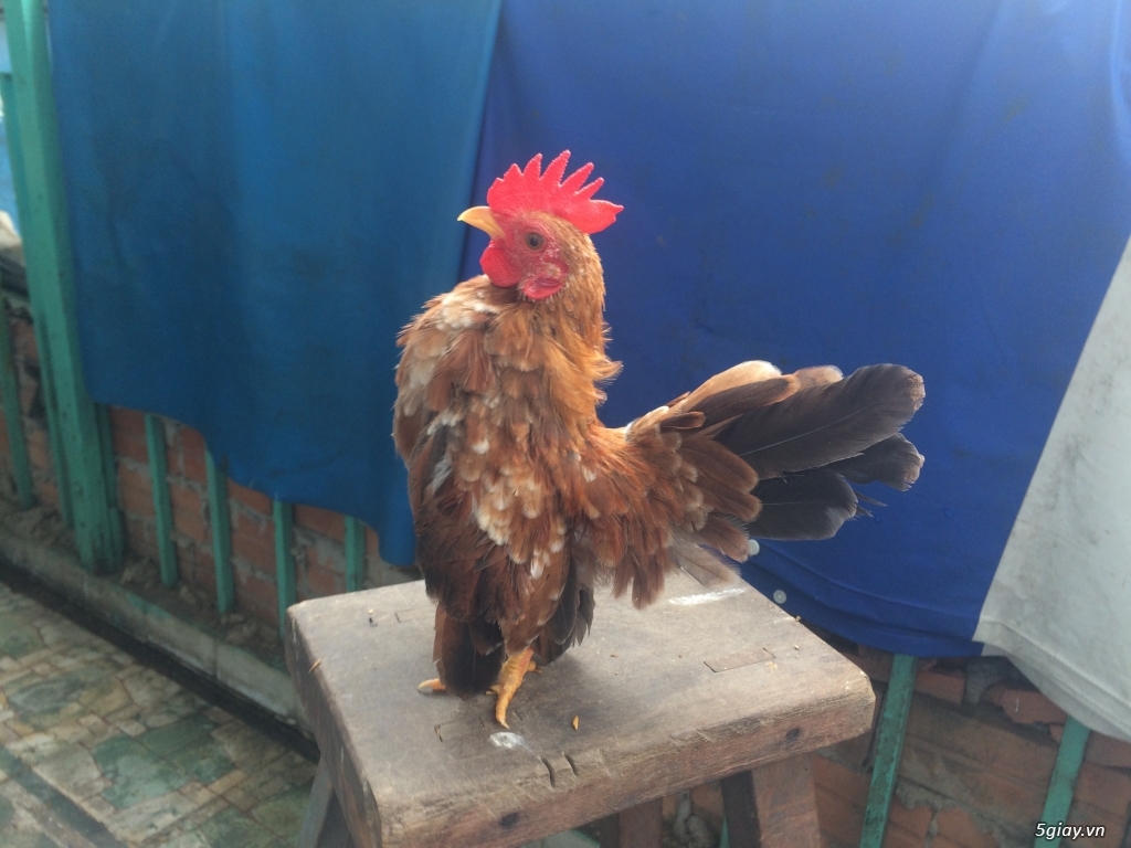 Gà kiểng Serama Q8.