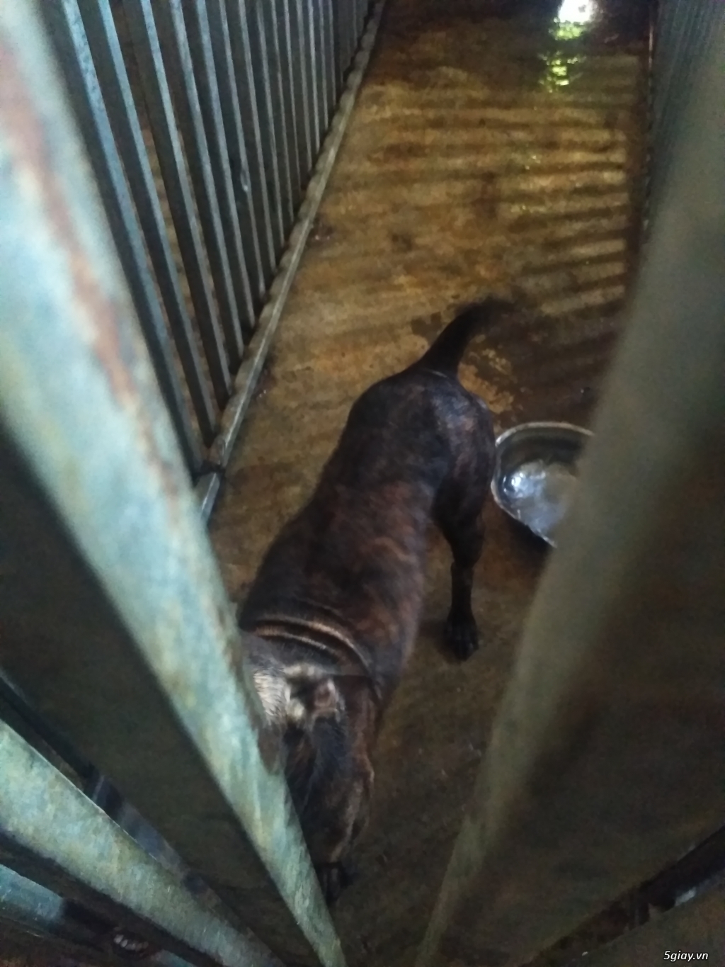 Cần Bán : Chó Phú Quốc vện đực lưỡi đen 95% cực đẹp xoáy kiếm đuôi vót