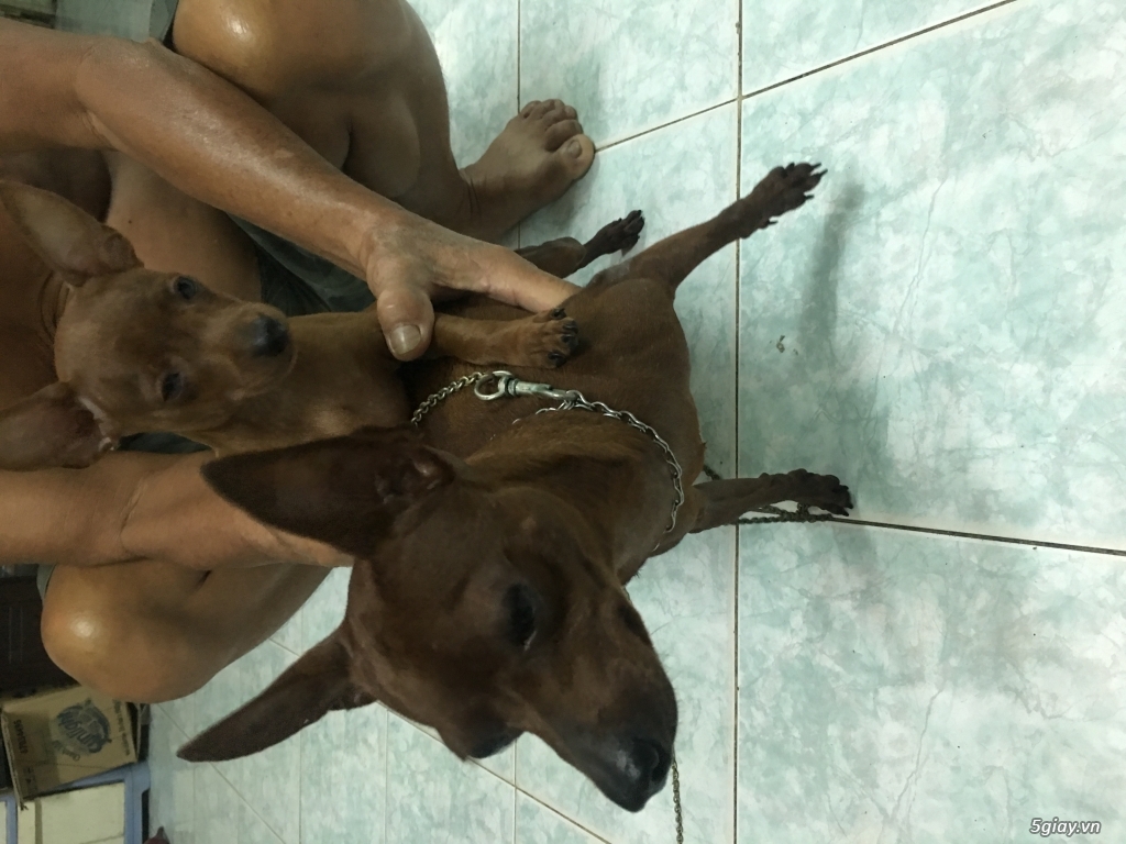 Chó phóc hươu màu đỏ cháy - 3