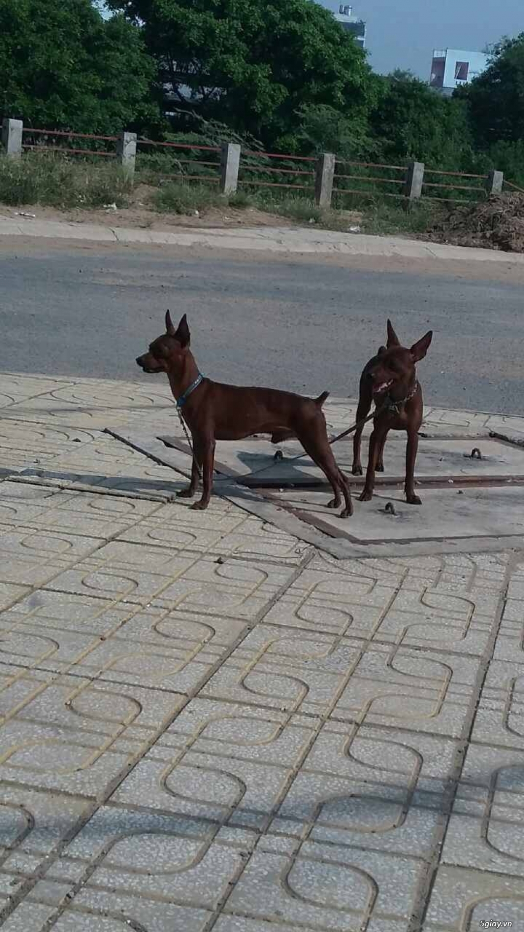 Chó phóc hươu màu đỏ cháy