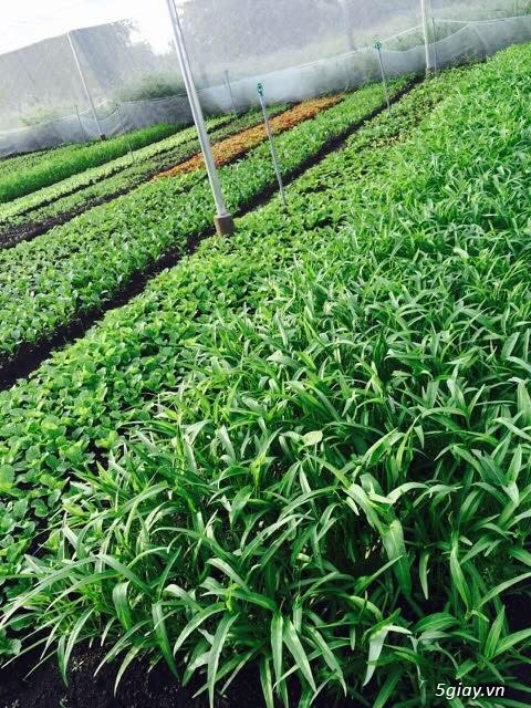 Rau xanh trồng theo công nghệ hữu cơ Organic - 2