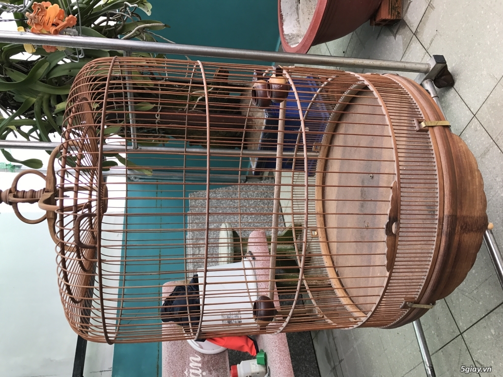 Q8,TPHCM cần bán 1 chít choè than và 1 lòng 80 - 1