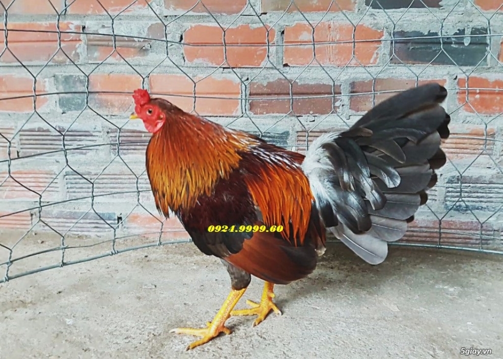 Top Gà Tre Đá Mới Lên ! - 19