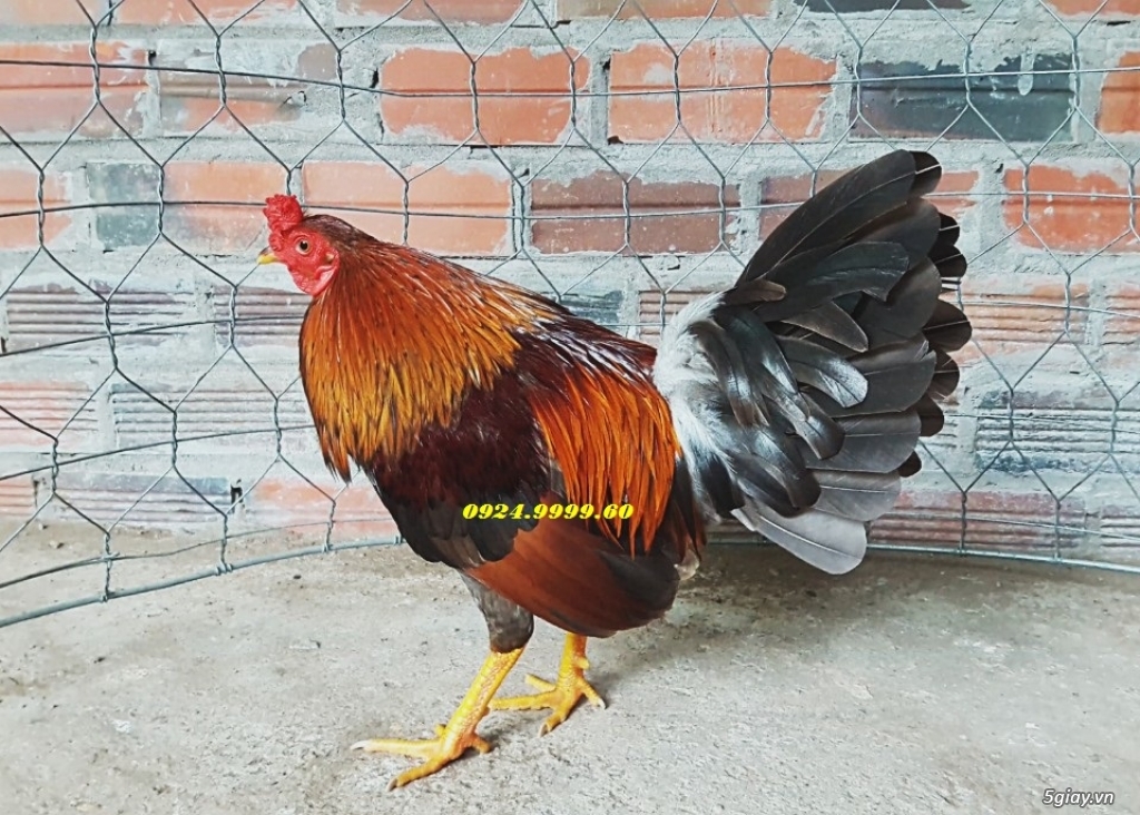 Top Gà Tre Đá Mới Lên ! - 21