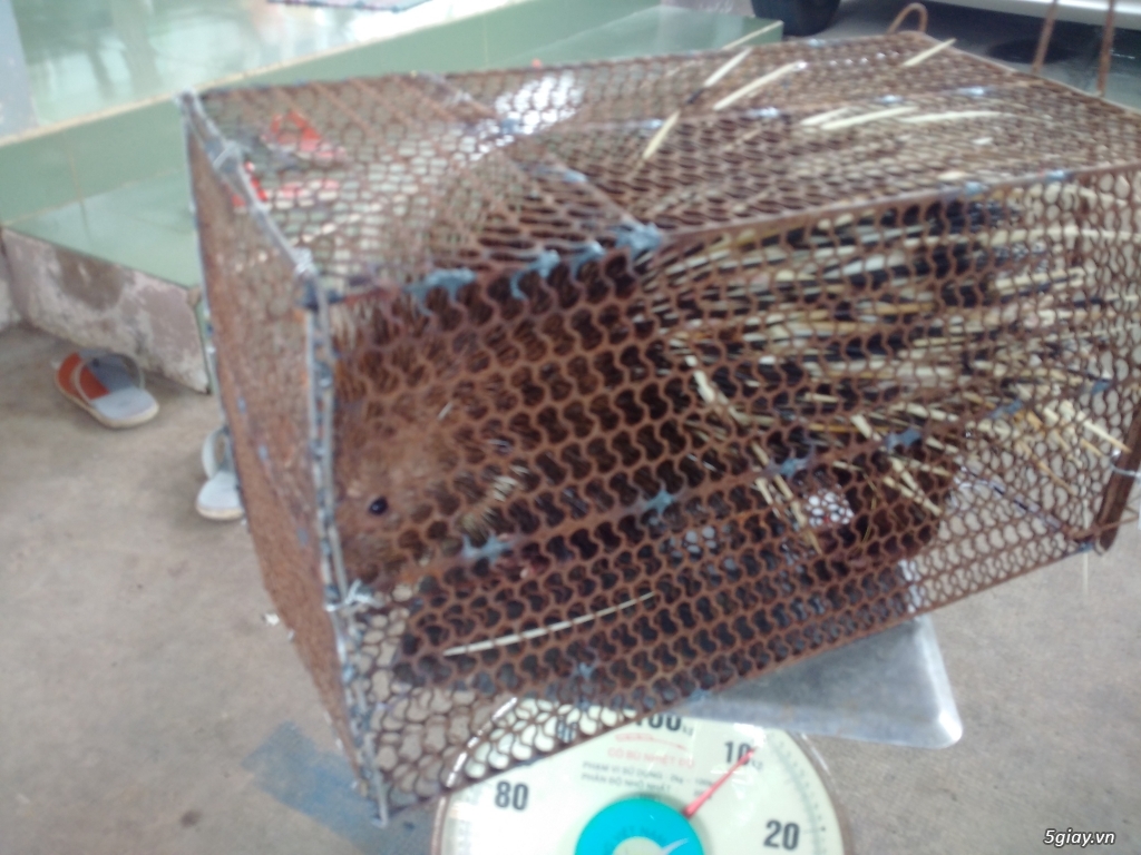 bán cung cấp nhím thịt cho nhà hàng quán ăn