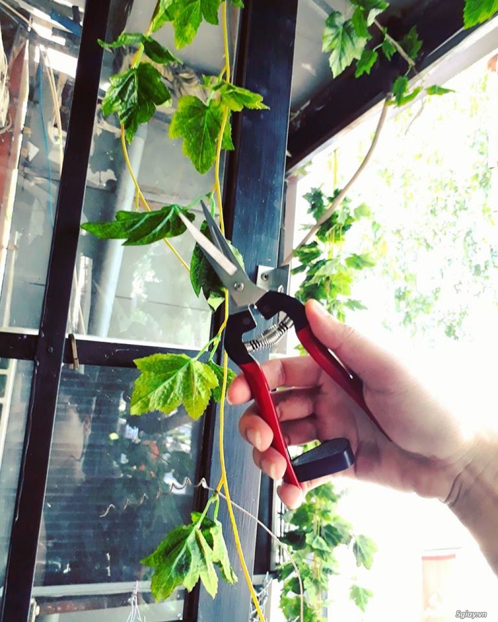 Kéo cắt tỉa cây cảnh