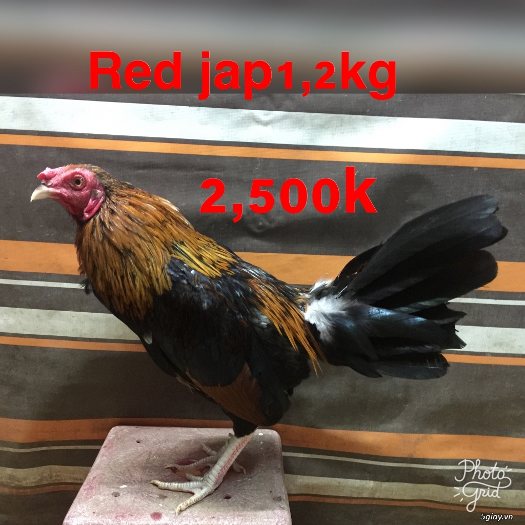Gà tre Asil bopby -black jap-Red jap-mỷ rặc - 5