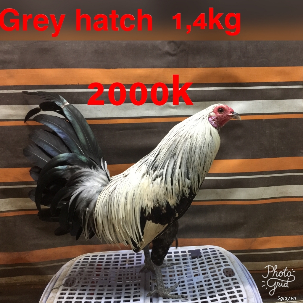 Gà tre Asil bopby -black jap-Red jap-mỷ rặc - 2