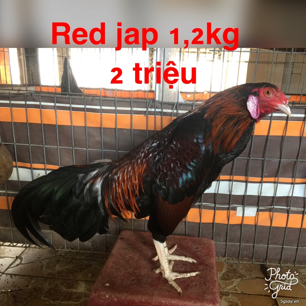 Gà tre Asil bopby -black jap-Red jap-mỷ rặc - 1