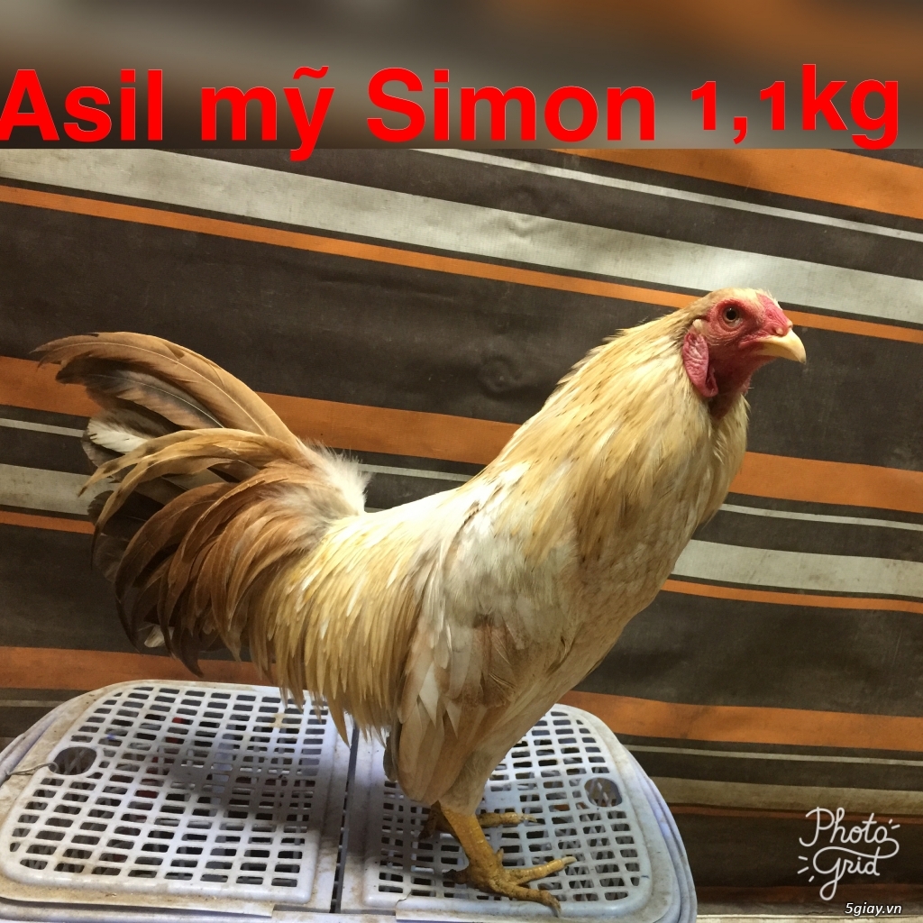 Gà tre Asil bopby -black jap-Red jap-mỷ rặc - 6