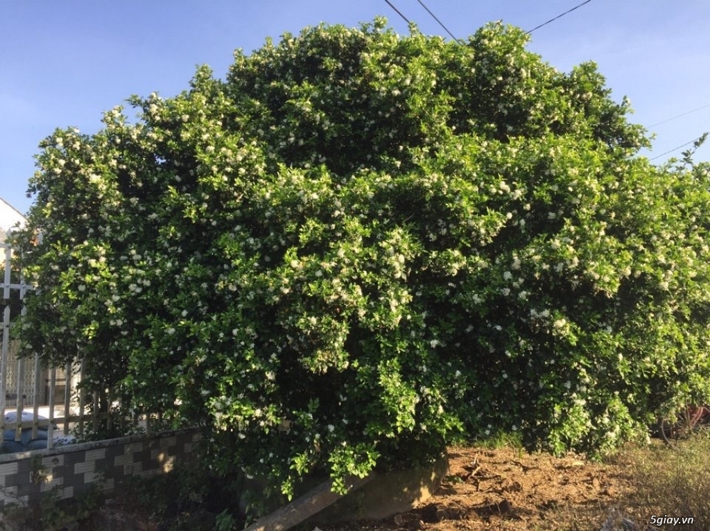 Bán Nguyệt Quế khủng - 2