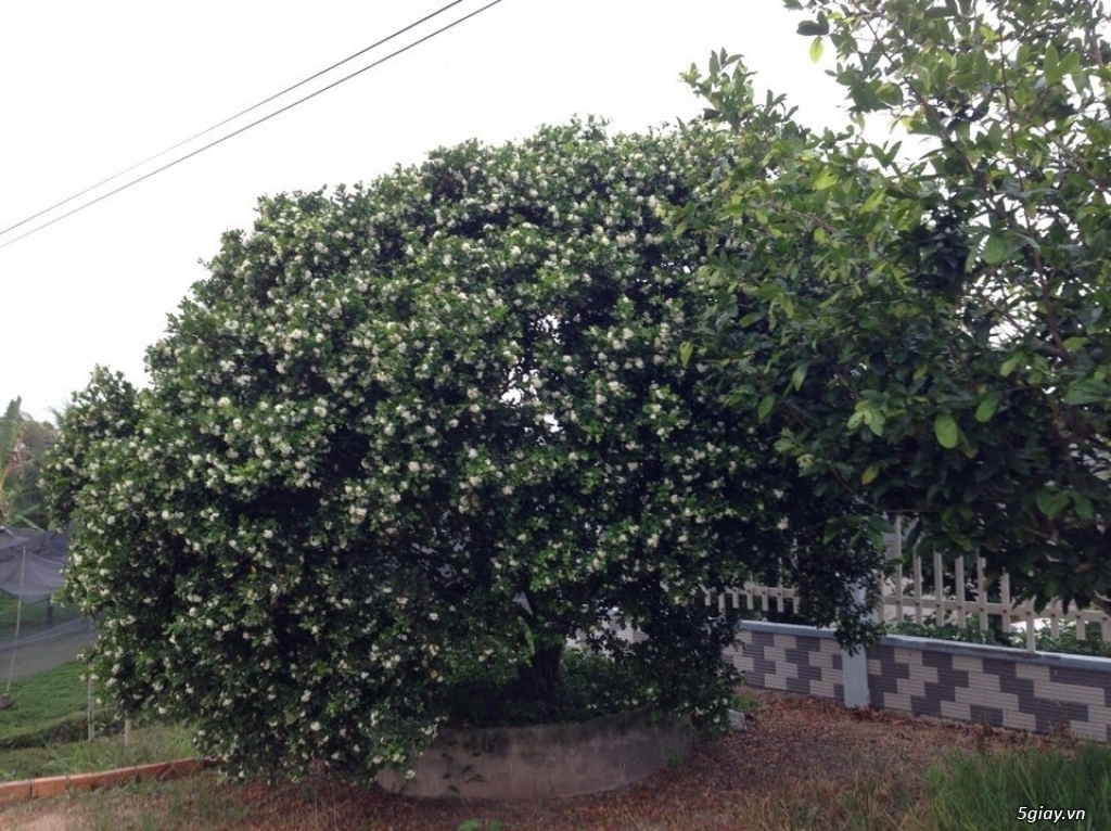 Bán Nguyệt Quế khủng - 4