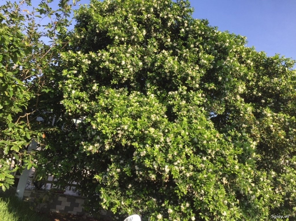 Bán Nguyệt Quế khủng - 5