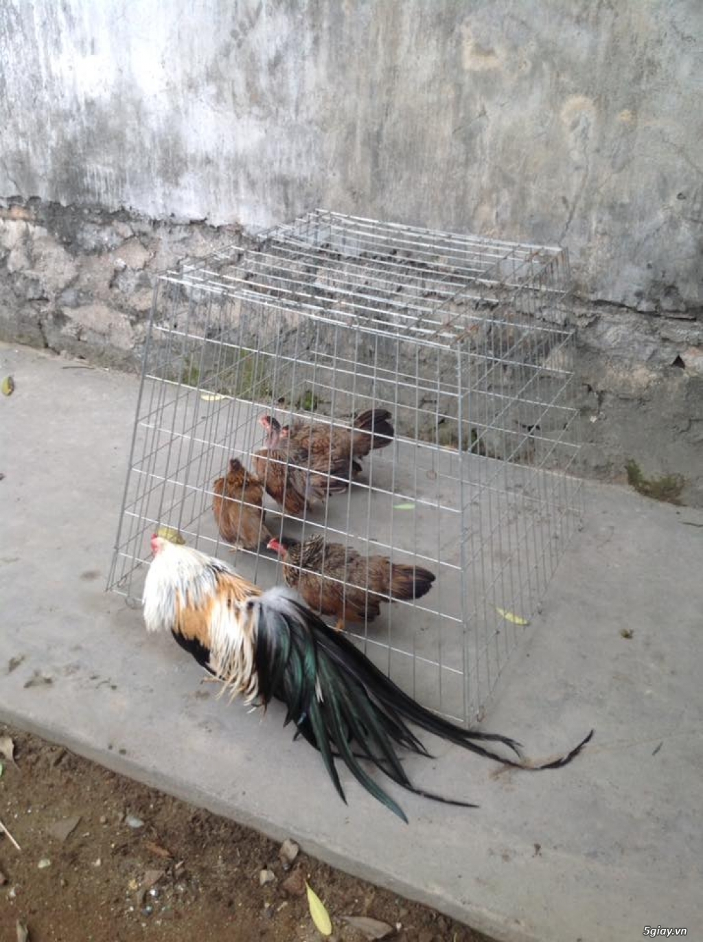 Gà Tre Tân Châu - 4