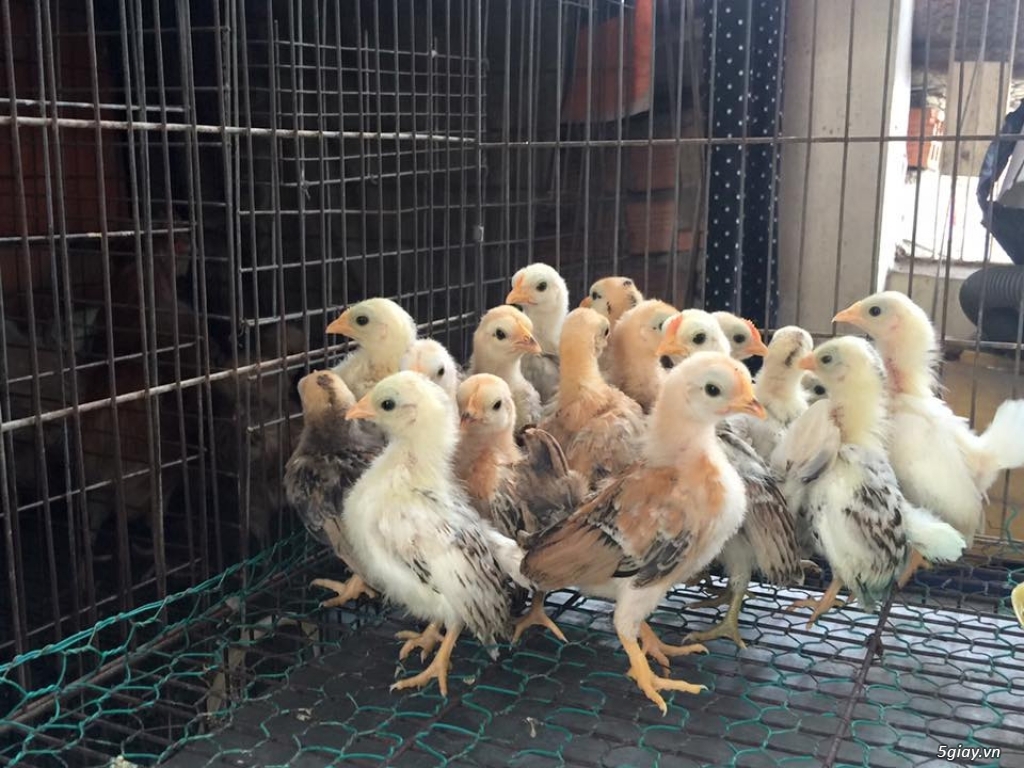 Trại gà kiểng gồm các giống gà ngoại nhập: Serama,Rosecomo,Ba Lan Sư Tử,Phoenix,Sikie,Vảy cá,gà Thái - 4