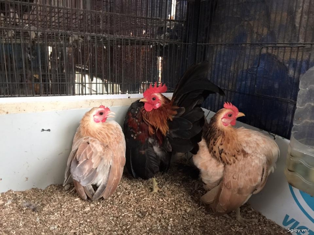 Trại gà kiểng gồm các giống gà ngoại nhập: Serama,Rosecomo,Ba Lan Sư Tử,Phoenix,Sikie,Vảy cá,gà Thái - 25