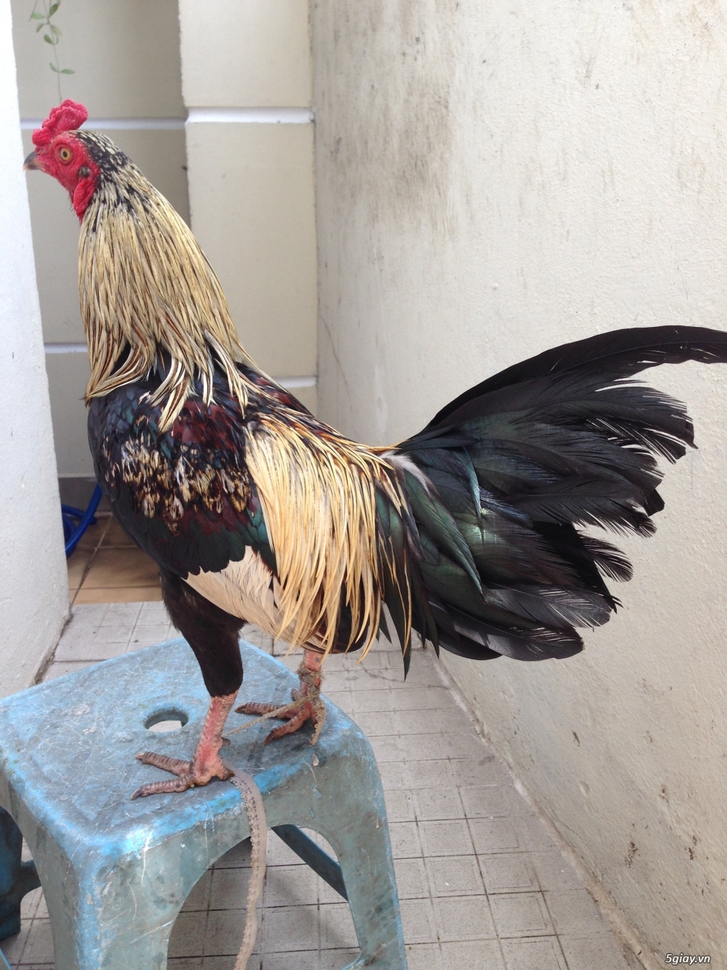 Bán gà tre a 7 - 10