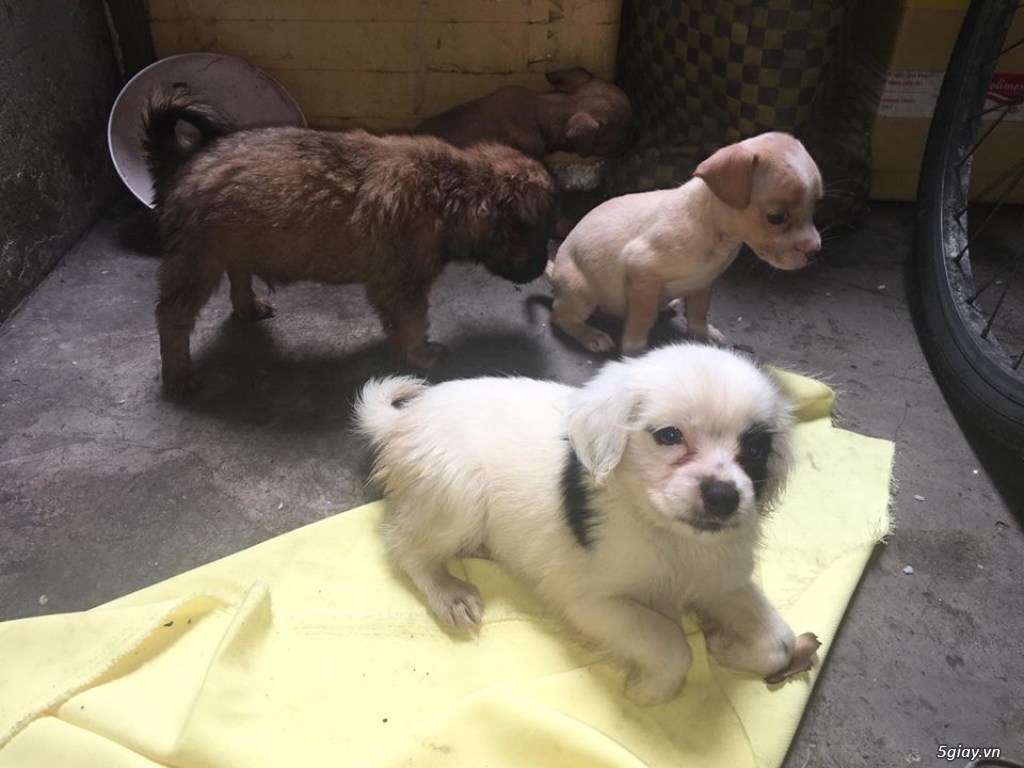 Bán bầy chó con - 1