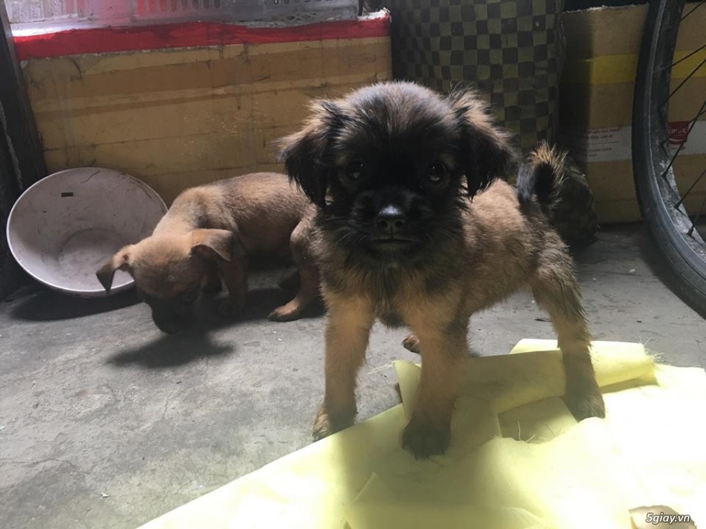 Bán bầy chó con