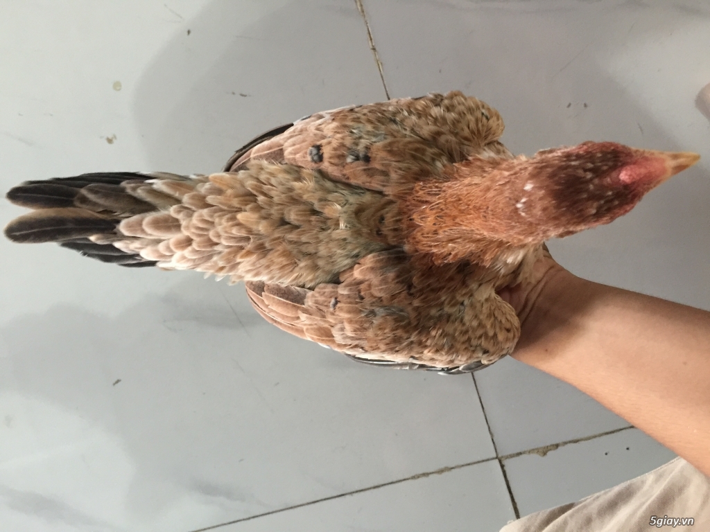 (Hcm-tân bình)-->mái tre asil bby 5th