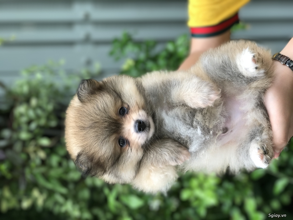 Phốc sóc baby - 2