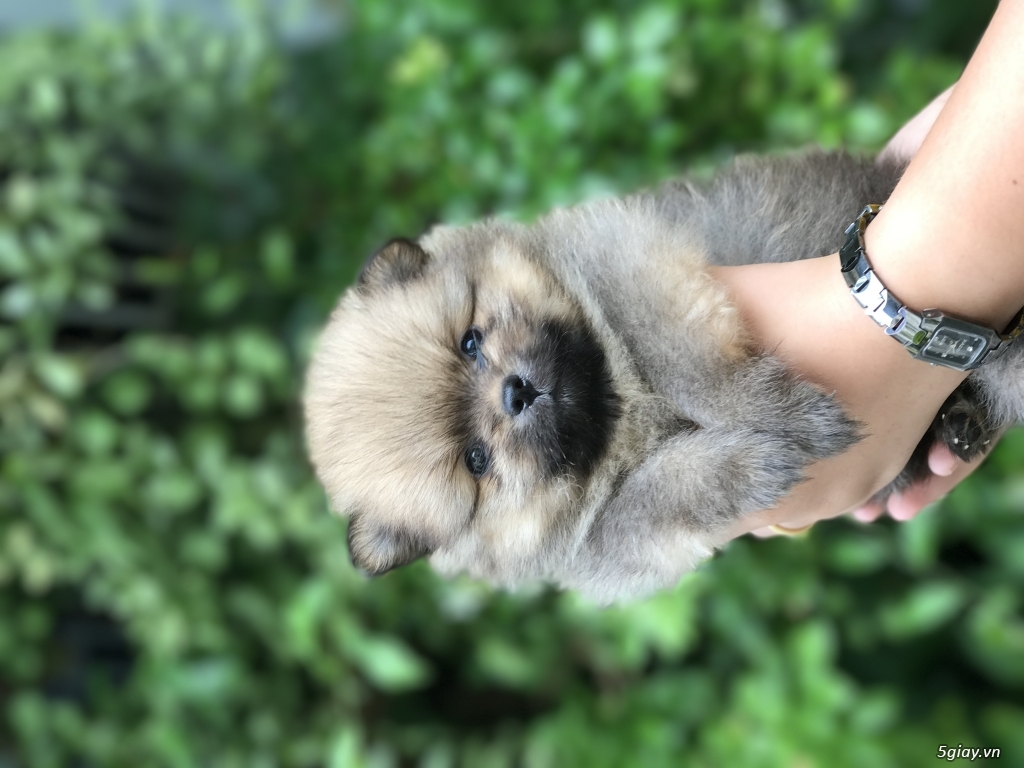 Phốc sóc baby - 3