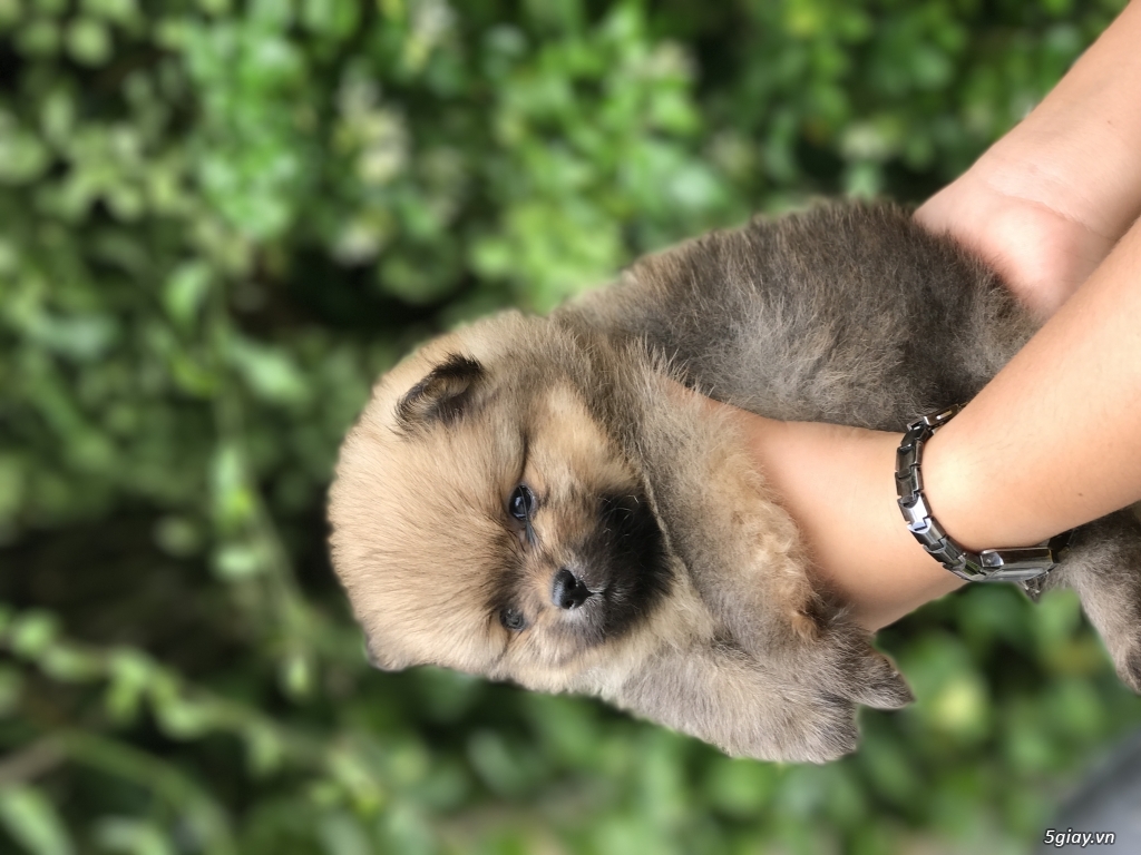 Phốc sóc baby - 4