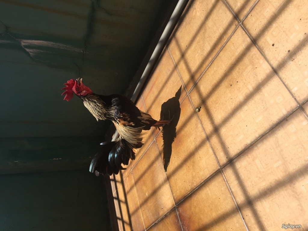 Gà chuối gấm chân điểm - 4