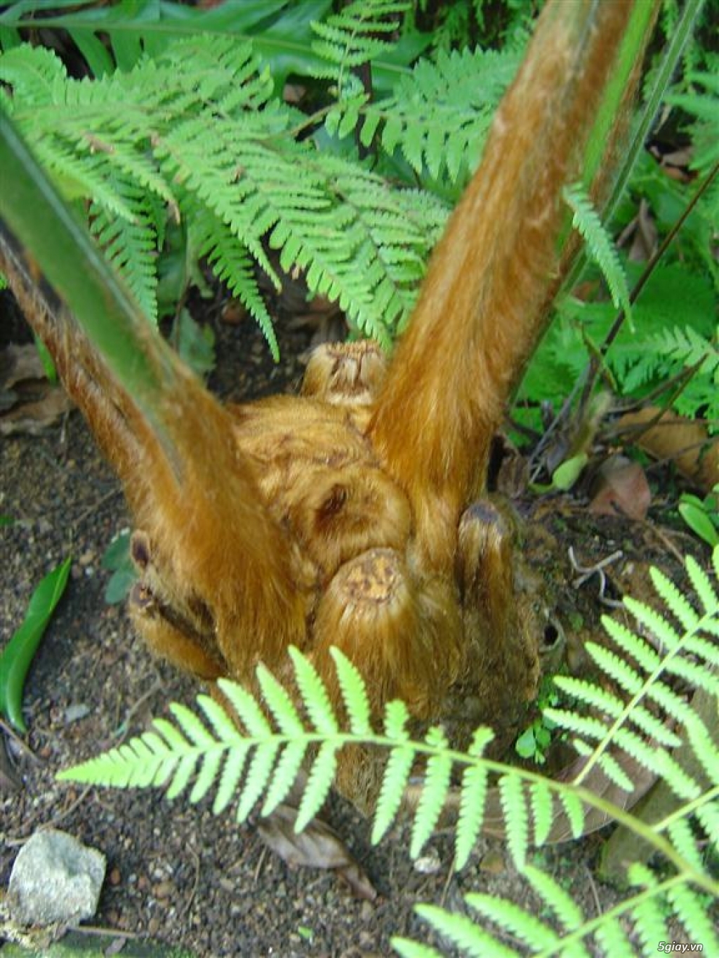 Cẩu tích giá rẻ tại tphcm - 1
