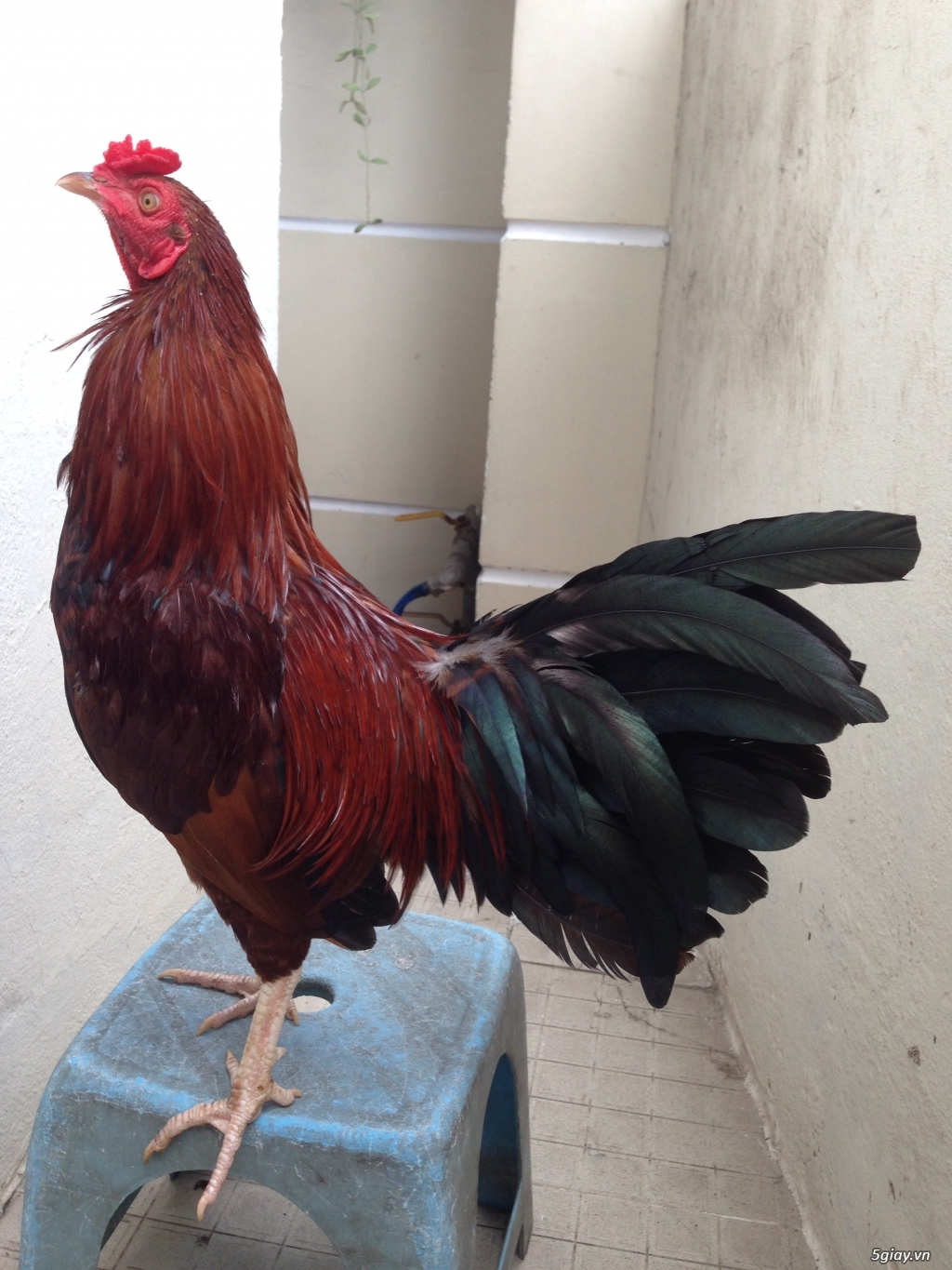 Bán gà tre a 7 - 18