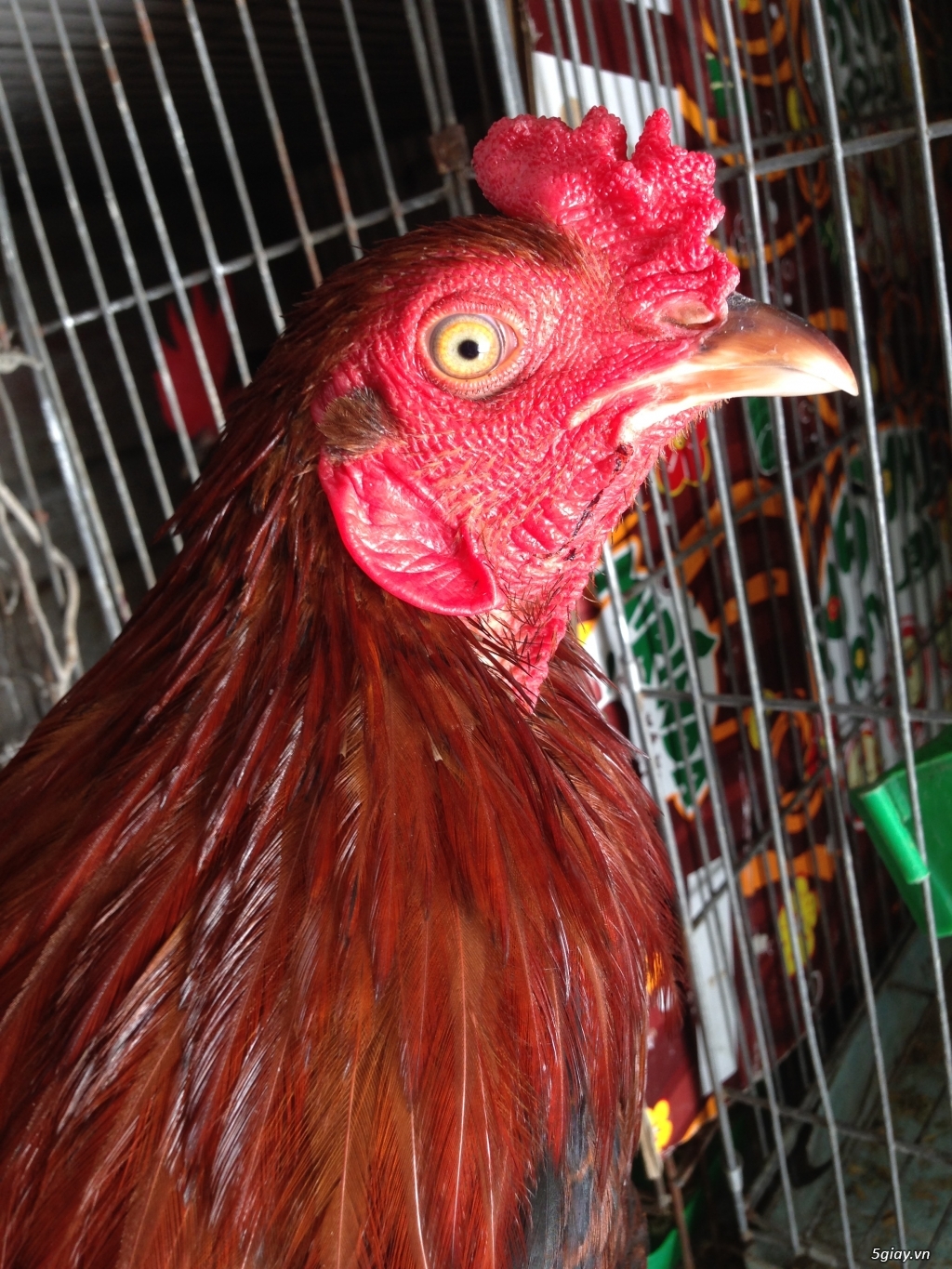 Bán gà tre a 7 - 17