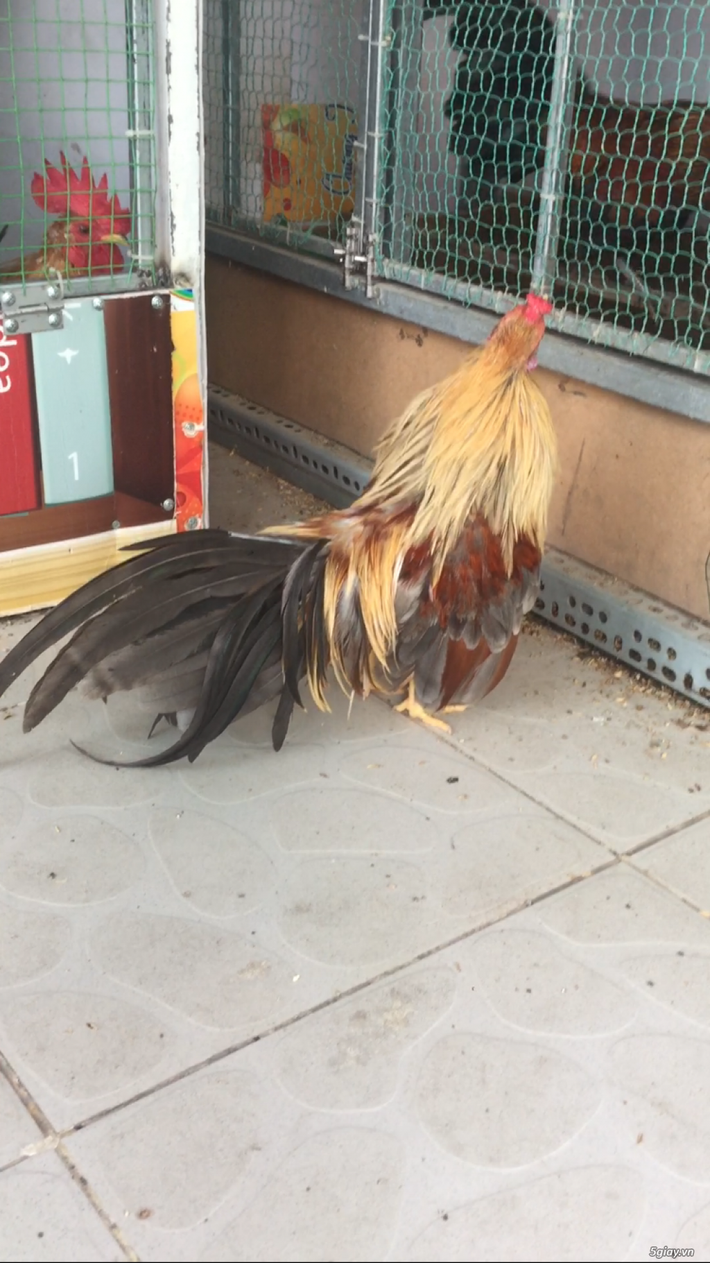 Bán gà phoenix và tân châu mini đẹp - 2