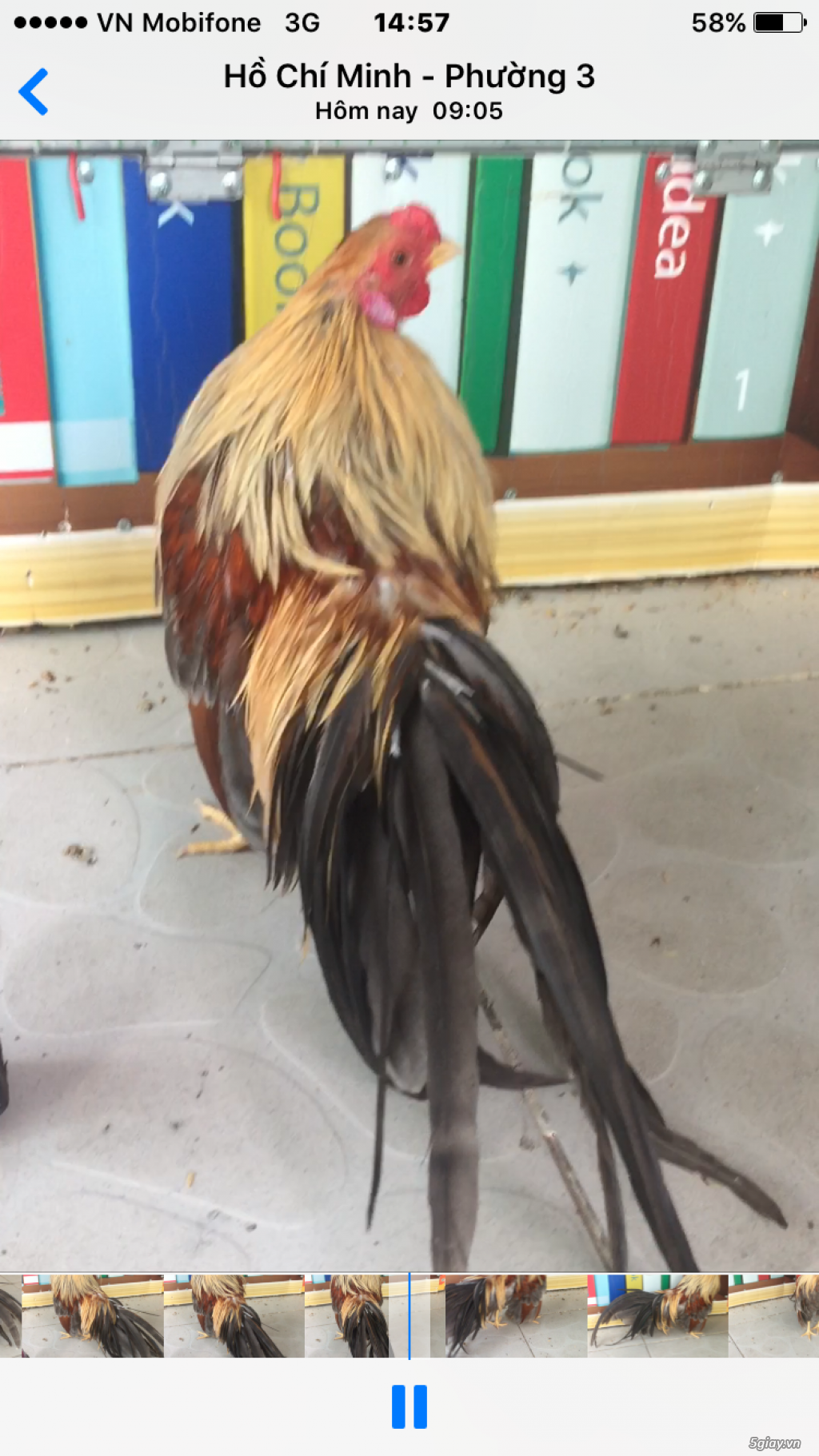 Bán gà phoenix và tân châu mini đẹp