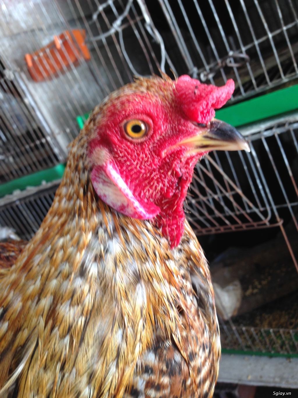 Bán gà tre a 7 - 8