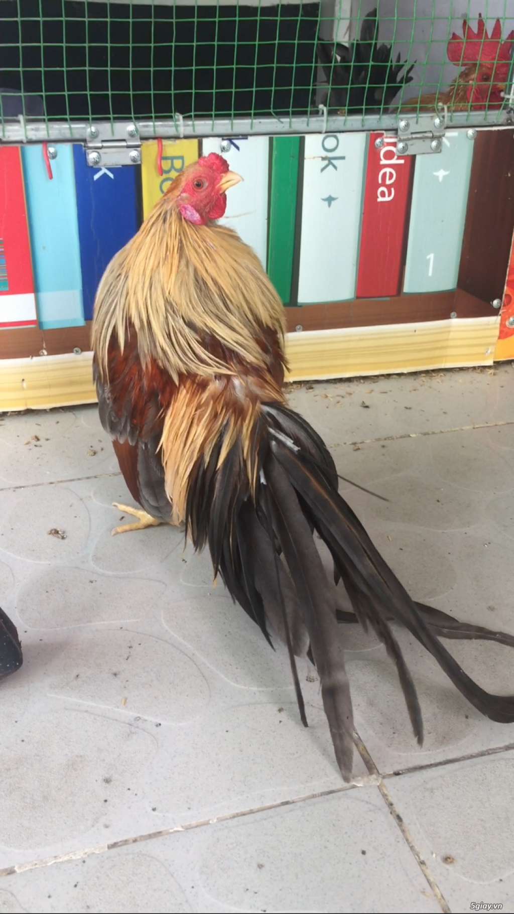 Bán gà phoenix và tân châu mini đẹp - 3